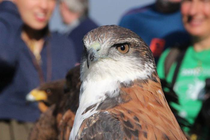 2016 bidea 51 1471776107930