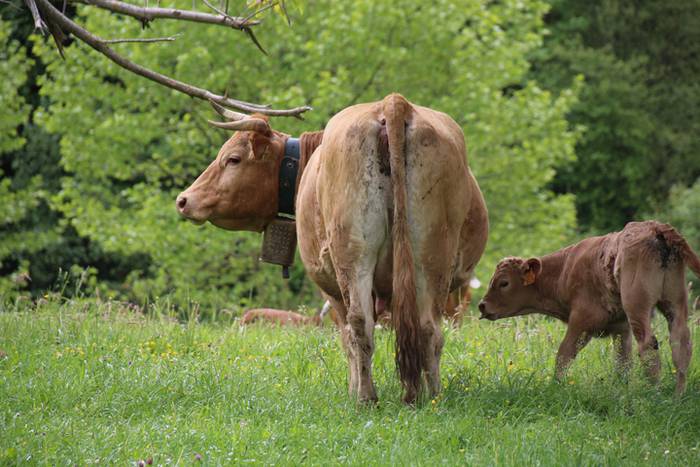 Amasamendira bota dute ganad 28 1493649286639