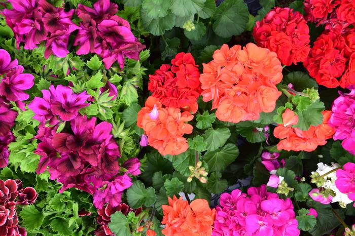 Lore eta Landare azoka Tolos 6 1652529024829