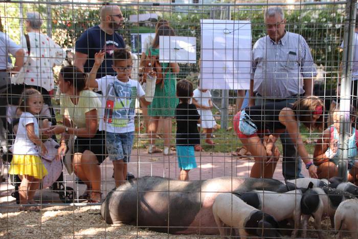 "Ibarra, Azoka eta Piparra" 25 1537102758850