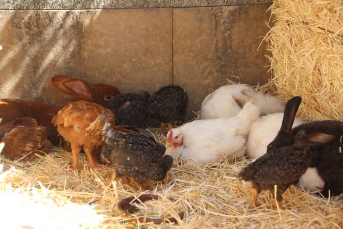 Udaberriko azoka Berrobin 4 1494770400429