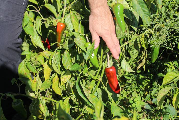 Ibarrako piperrak biltzen 20 41 1506521129721