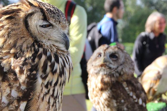 2016 bidea 53 1471776123496