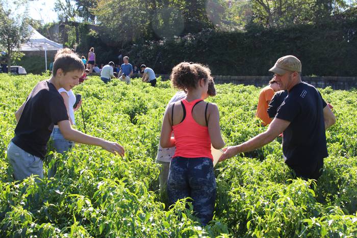 Ibarrako piperrak biltzen 20 48 1506521182001