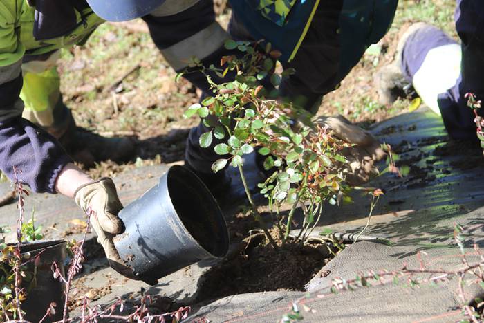 Tolosako ikasleek zuhaitzak  22 1520435558216