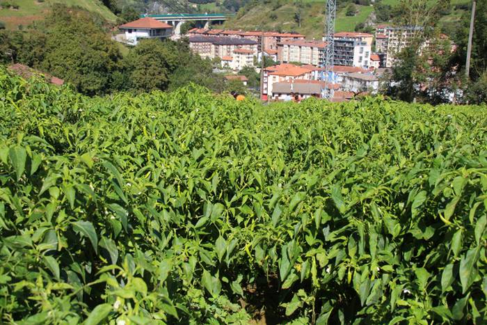 Ibarrako piperrak biltzen 20 21 1506520966049