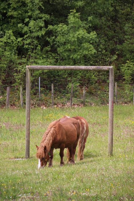 Amasamendira bota dute ganad 14 1493649202999