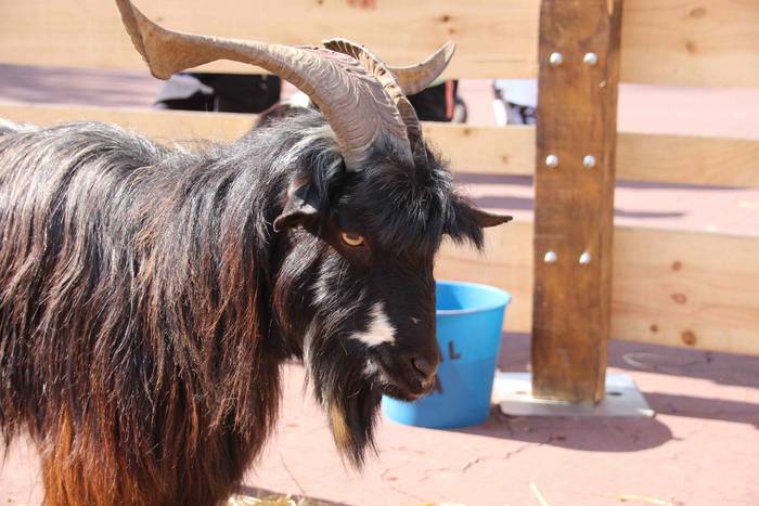 Euskaldunak asetzeko festa 53 1570976340781