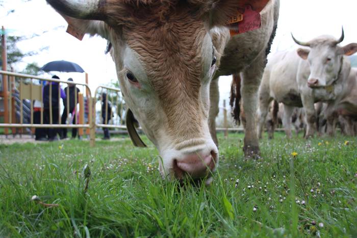 Aralarko larre irekiera 70 1462122147529