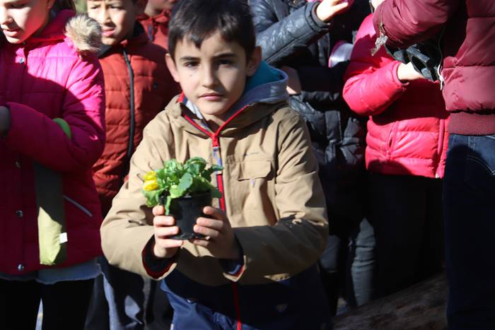 Tolosako ikasleek zuhaitzak  33 1520435628932