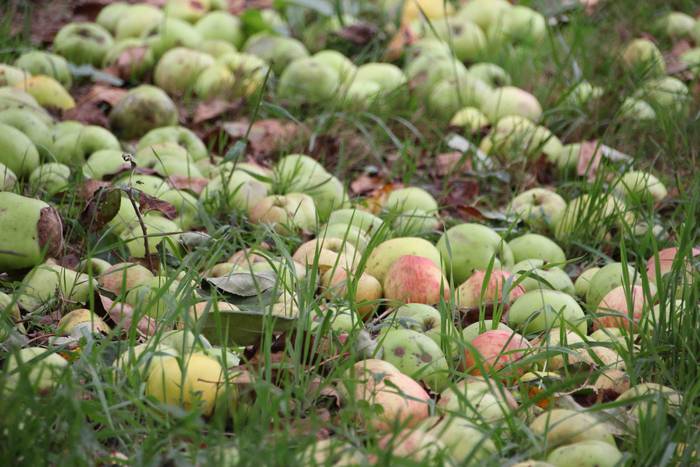 Sagarrak jasotzen. Altzo. Sa 43 1631723391150