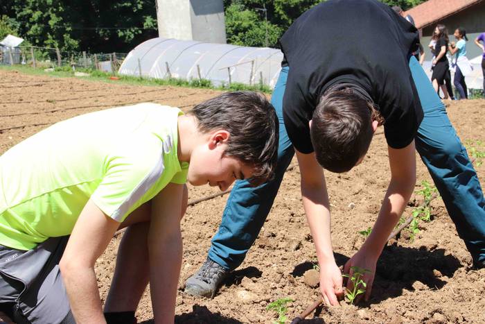 Erein dituzte lehen piperrak 35 1559303482927