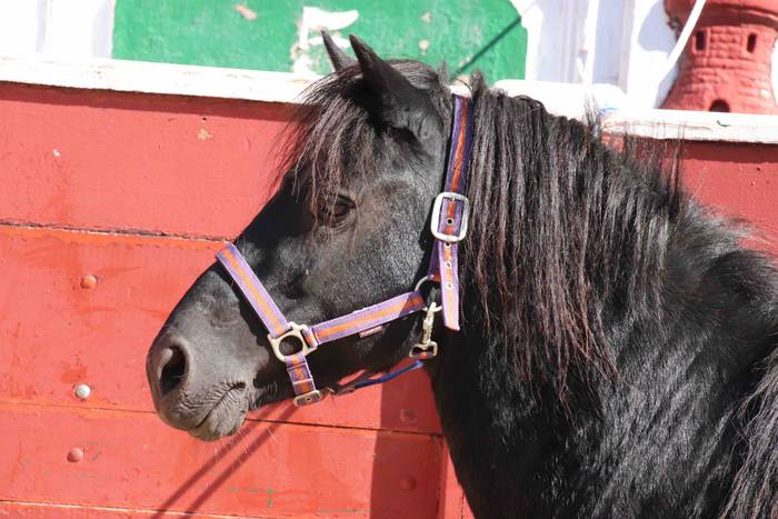 pottoka topaketa tolosa 14 1537627195828