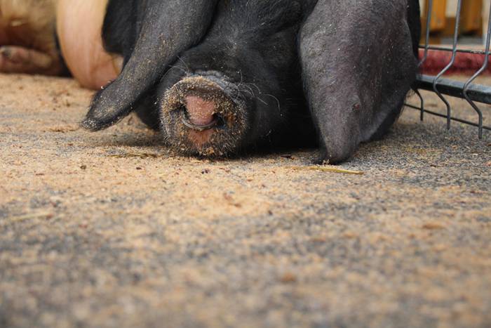 Abeltzain eta artisauen azoka hernialden 9 1462708880116