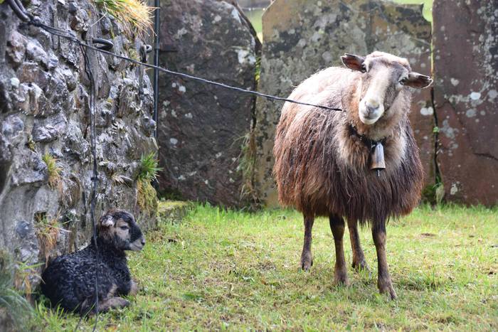 Animaliek jaso dute San Anto 3 1547722491594