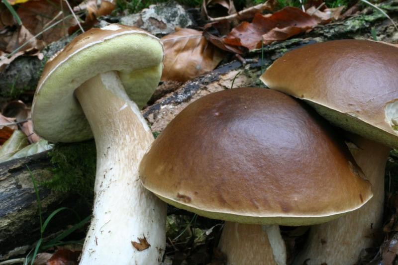 Onddoak eta basoak ezagutzeko bisita gidatuak egingo dituzte