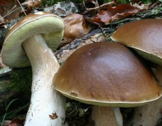 Onddoak eta basoak ezagutzeko bisita gidatuak egingo dituzte