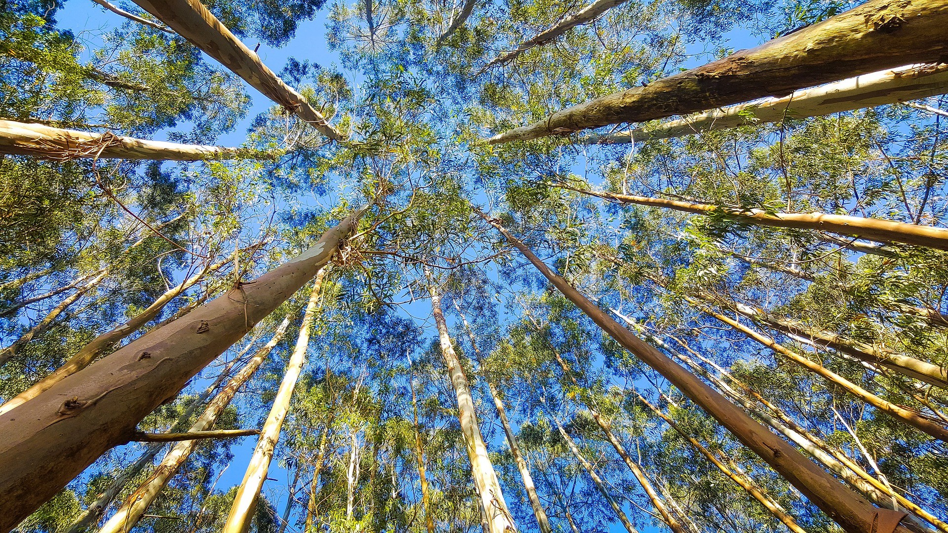 Gipuzkoan ez dago ezer naturalik