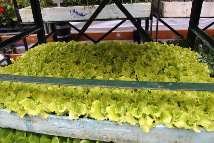 Lore eta Landare Azoka 2019 39 1558171915447