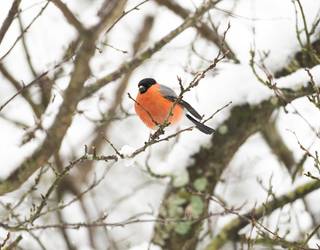 Txorien kantuak ezagutzeko bisita gidatua egingo dute