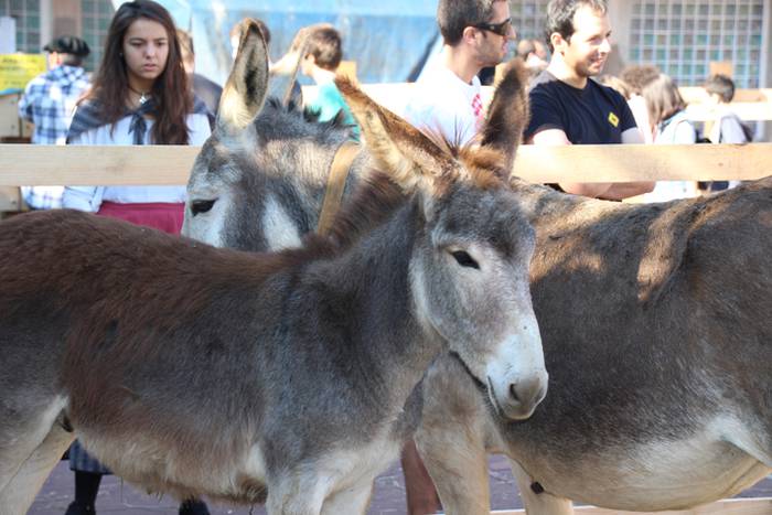 Euskal jaia eguna Anoetan 22 1476015497026