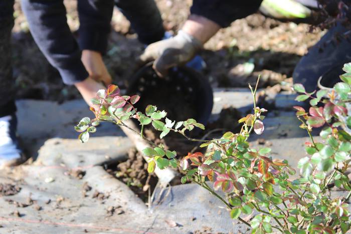 Tolosako ikasleek zuhaitzak  25 1520435575687