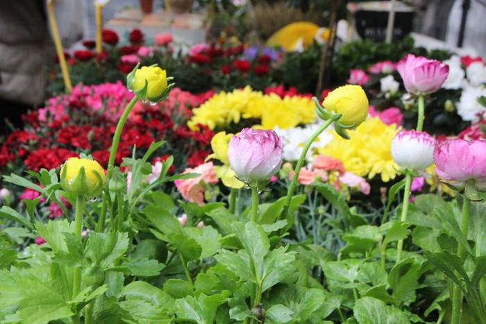 Zuhaitz Azoka Tolosan 2016 33 1456601478699