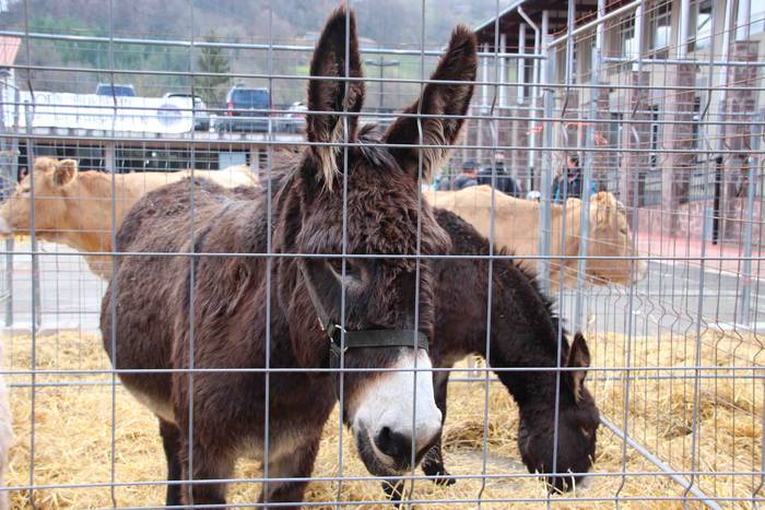 Berastegiko gaztarik onena A 11 1608397901479