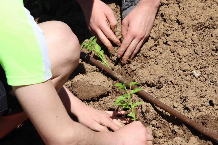 Erein dituzte lehen piperrak 32 1559303479913