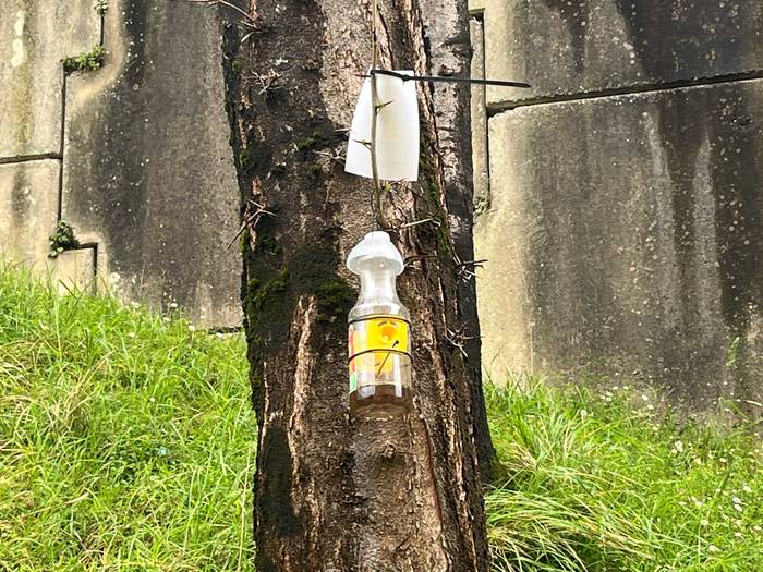 Martxan da liztor beltzaren tranpatze kanpaina