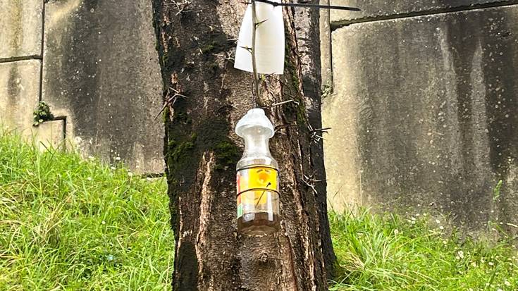 Martxan da liztor beltzaren tranpatze kanpaina