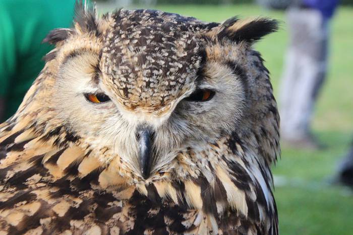 2016 bidea 54 1471776131659