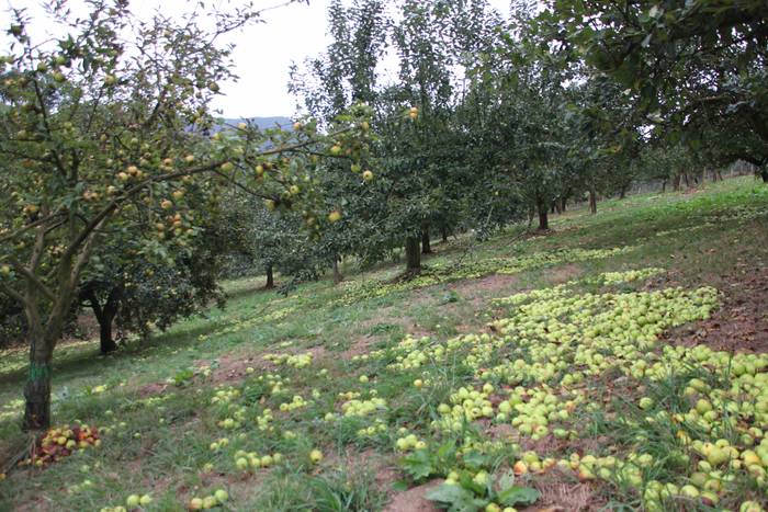 Sagarrak jasotzen. Altzo. Sa 30 1631723386580