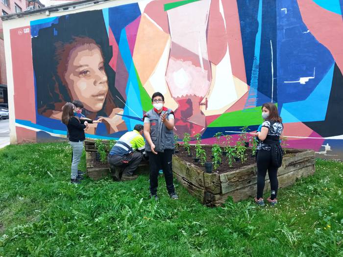 Piperrak landatu dituzte Iba 5 1621252669692