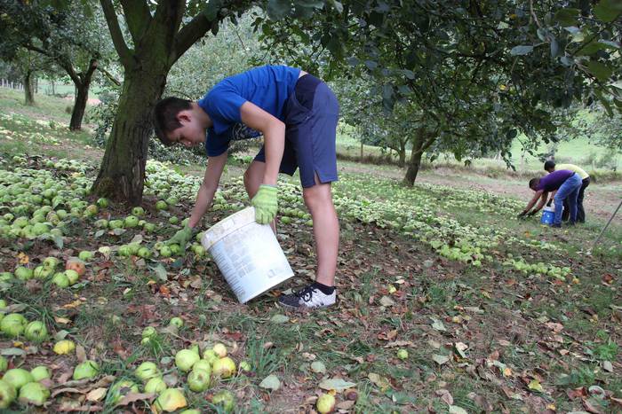 Sagarrak jasotzen. Altzo. Sa 6 1631723377643