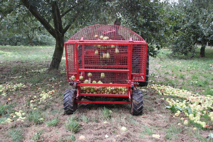 Sagarrak jasotzen. Altzo. Sa 8 1631723378288