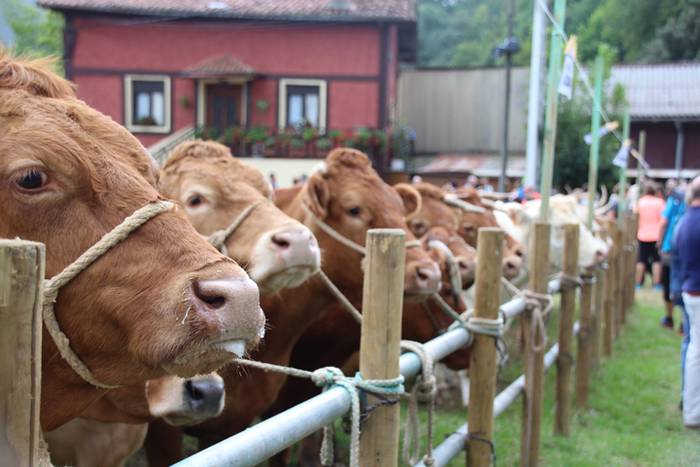 Hutsik egiten ez duen azoka berezia 35 1474813345699