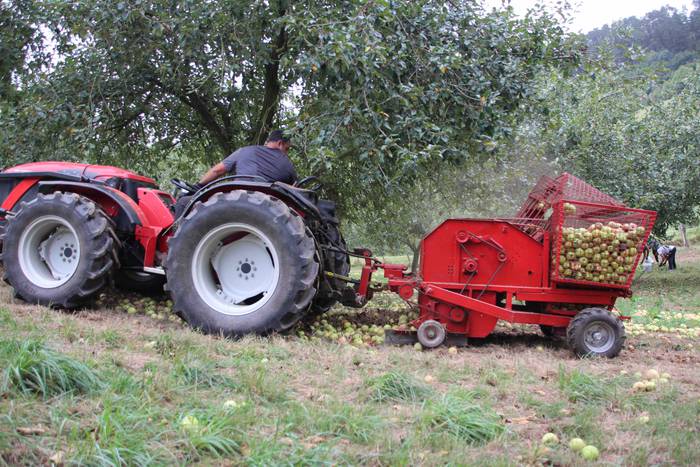 Sagarrak jasotzen. Altzo. Sa 31 1631723386898