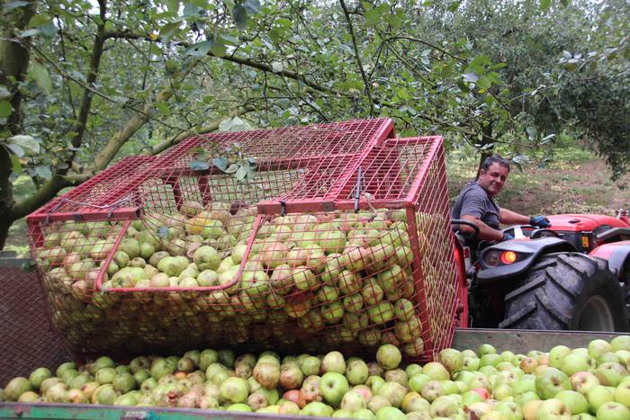 Sagarrak jasotzen. Altzo. Sa 34 1631723387910