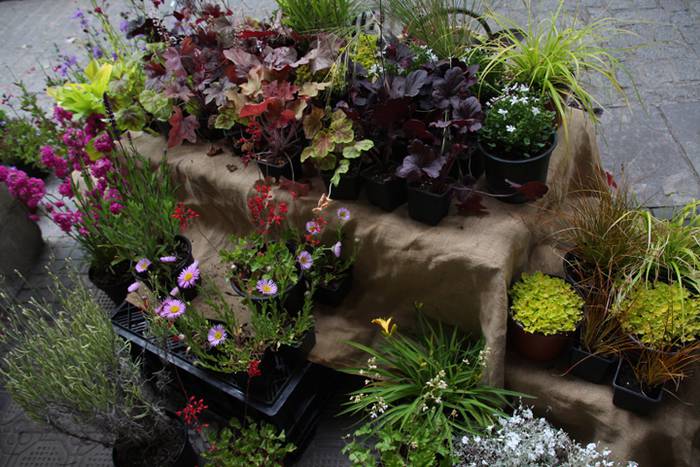 Eta liliek Tolosa ere amets 21 1495290314289