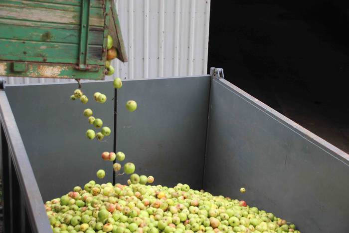 Sagarrak jasotzen. Altzo. Sa 46 1631723392089