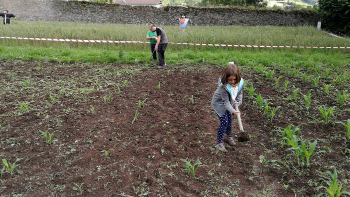 Adunan erein dute artoa eta  3 1528994222369