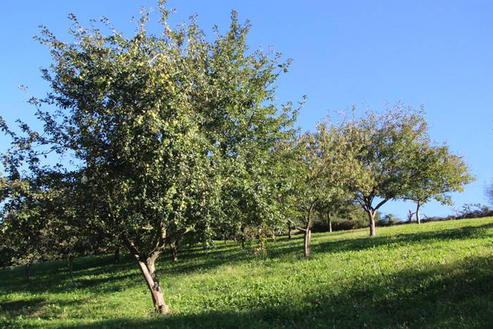 Sagarraren zukua, upelera 2 1477475660657