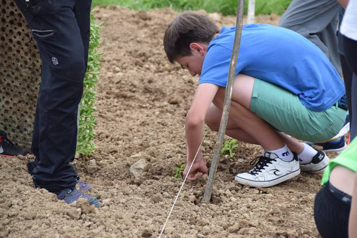 Ibarrako piperrak landatzen, 40 1527075835933