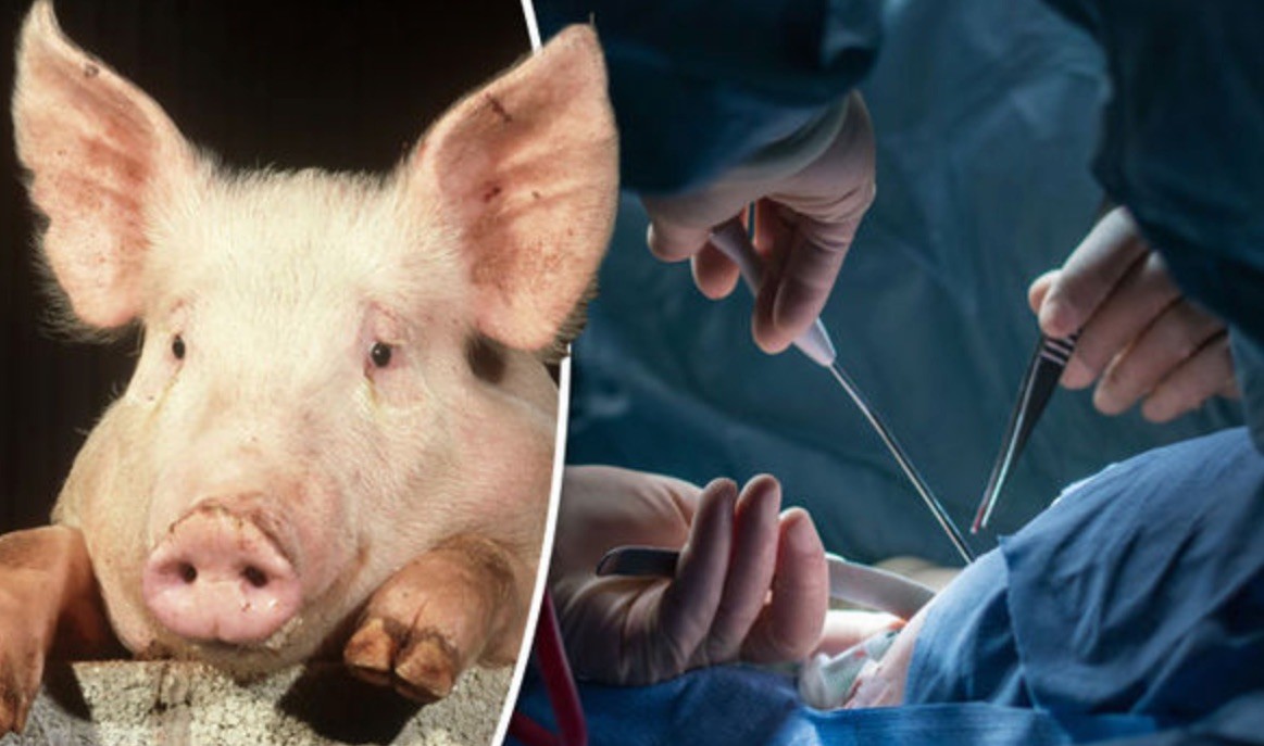 Txerrikietatik gizakietara transplanteak egiteko bidean