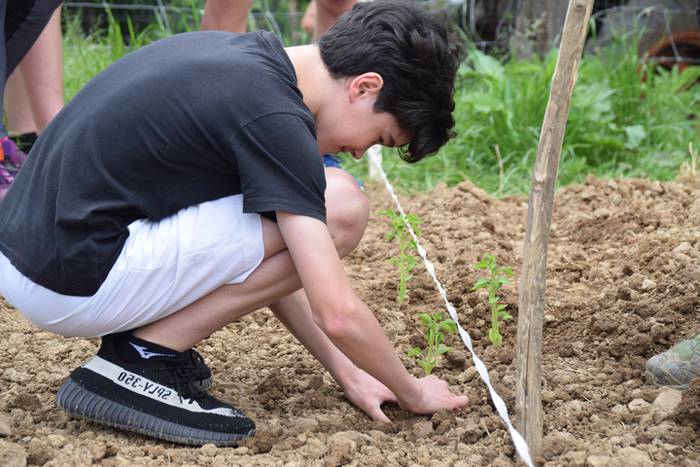 Ibarrako piperrak landatzen, 33 1527075798035