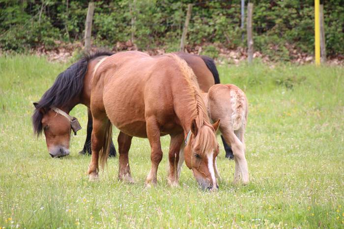 Amasamendira bota dute ganad 13 1493649196989