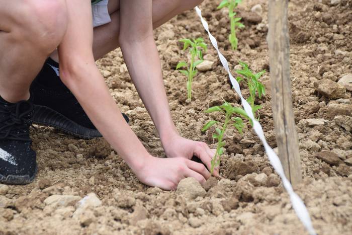 Ibarrako piperrak landatzen, 36 1527075812875