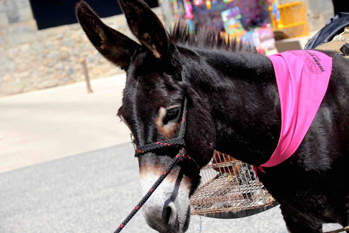 Suziriari aurrea hartu diote 4 1565791740705