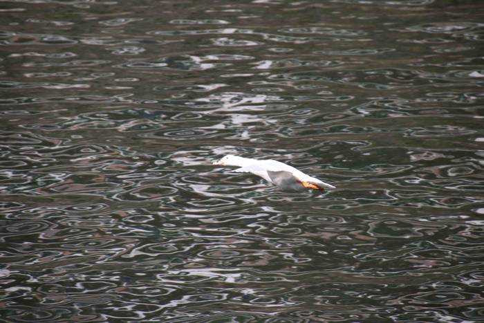 Arraunean, elkartasunez 76 1568470913655